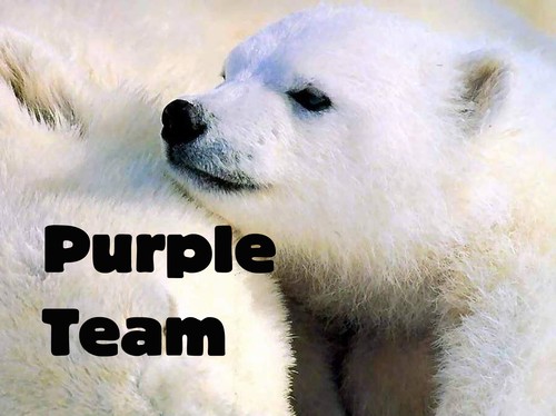 Team Logo with polar bears